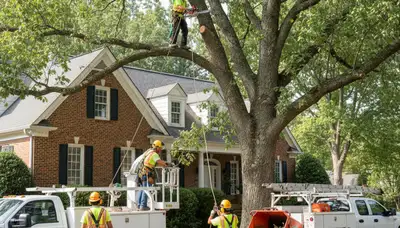 Memphis, TN tree service crew providing professional tree removal and trimming services