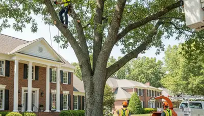Tree service crew in Memphis, TN handling tree removal for a residential property