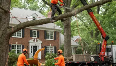 Tree service crew in Memphis, TN providing professional tree removal and trimming services