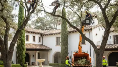 Tree service crew in Memphis, TN performing professional tree removal and trimming for a property